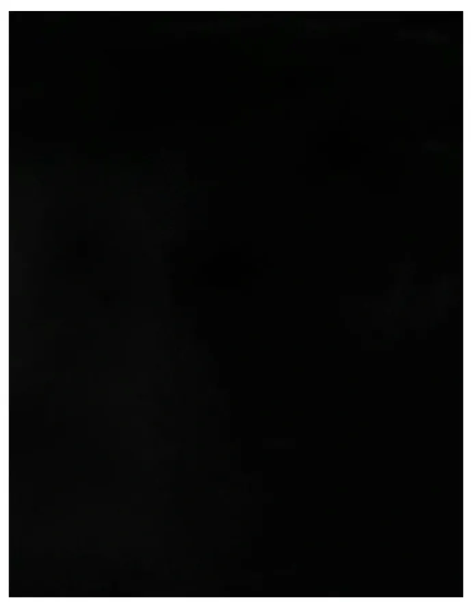Naturana Half Slip Lingerie Underskirt in Black